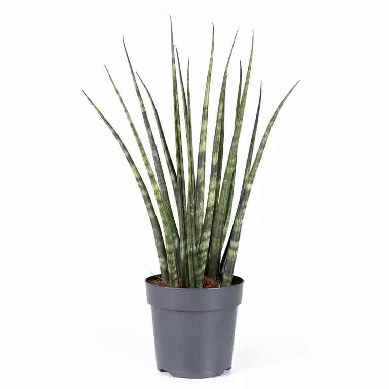 Sansevieria ‘Fernwood’