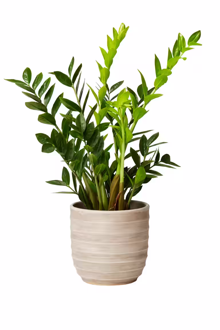 Lucas pot D20 grey