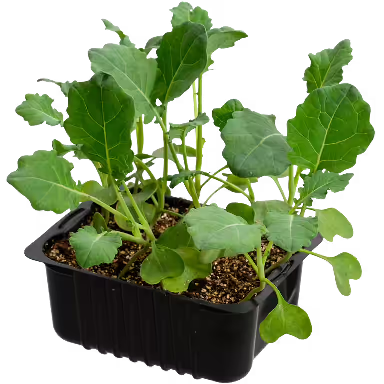 Cauliflower 'Goodman' box 14 cm