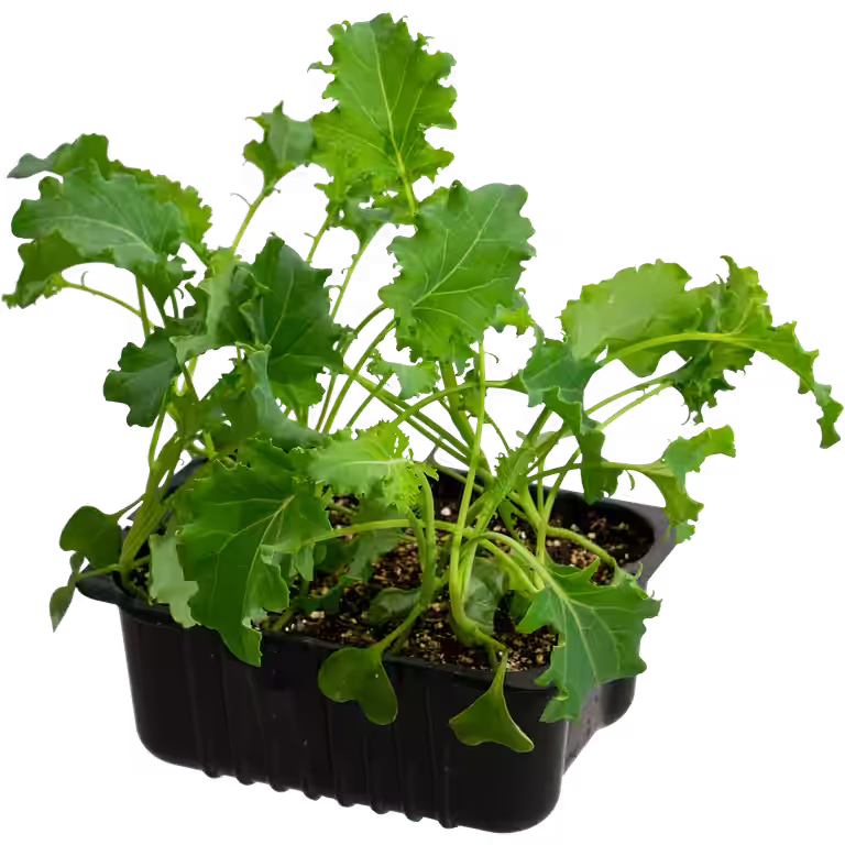 Kale 'Bornick' box 14 cm