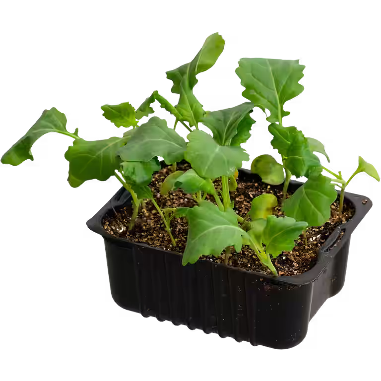 Broccoli 'Marathon' box 14 cm