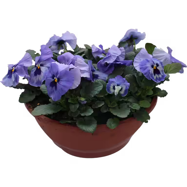 Viola small fl. bowl 27 cm