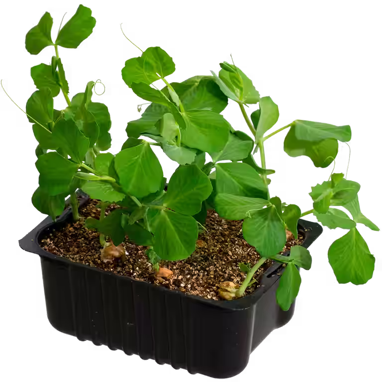 Sugar snaps box 14 cm