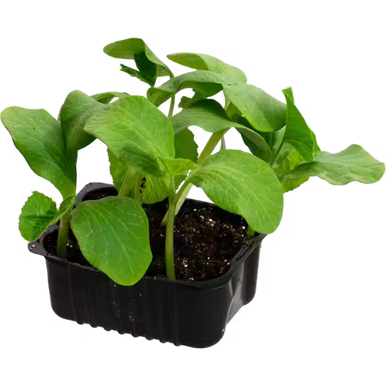 Cucumis Pumpkin 'Rouge vif D'Etempe' box 14 cm
