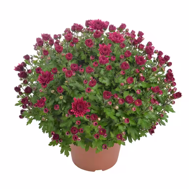 Frilandskrysantemum
