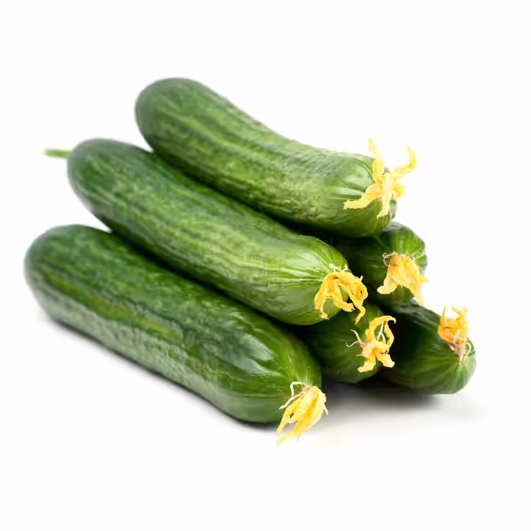 Cucumis 6 cm