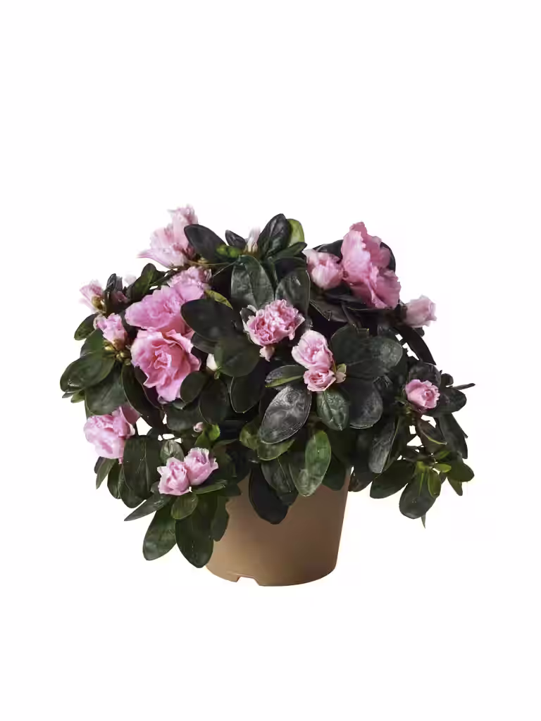 Rhododendron simsii Light Pink 12 cm