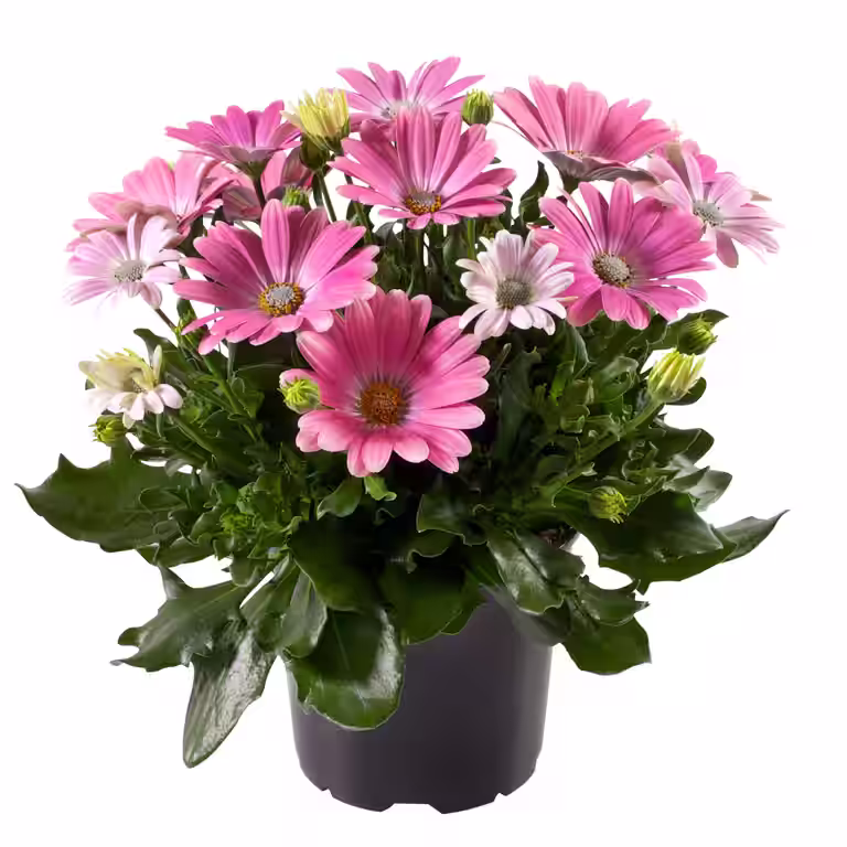 Osteospermum Pink 12 cm