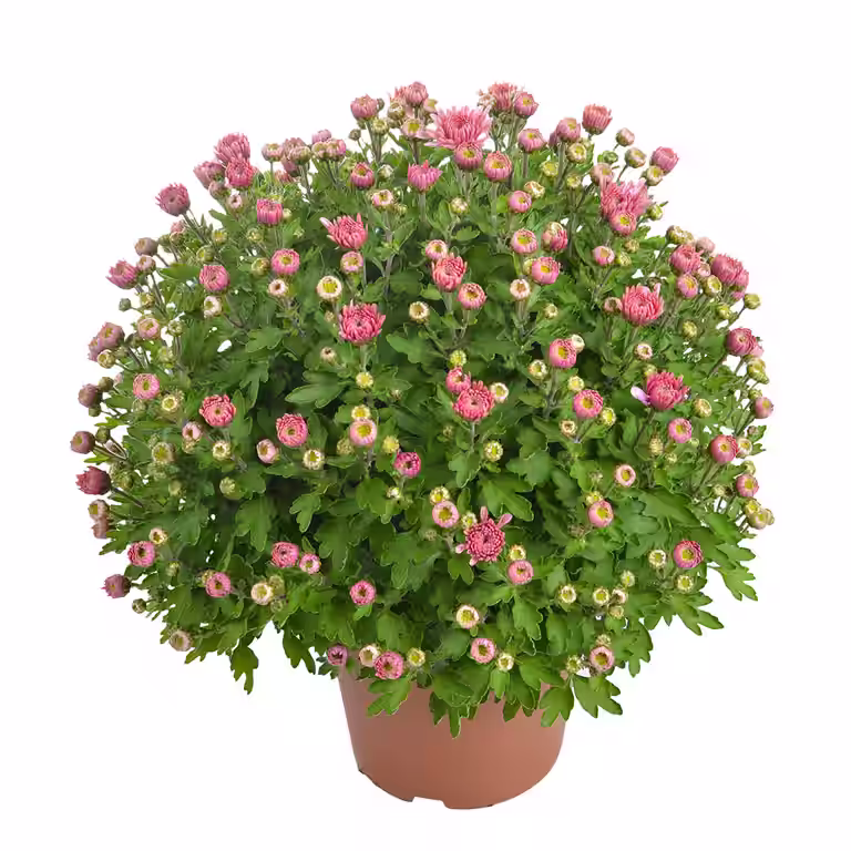 Frilandskrysantemum