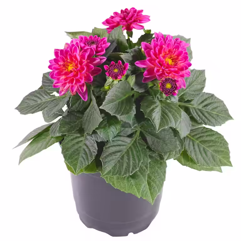 Dahlia green leaf, double fl. Pink 12 cm