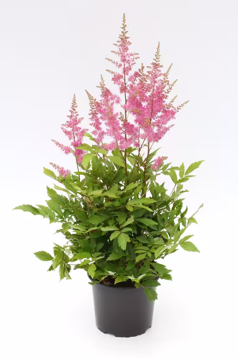 Astilbe Red 17cm