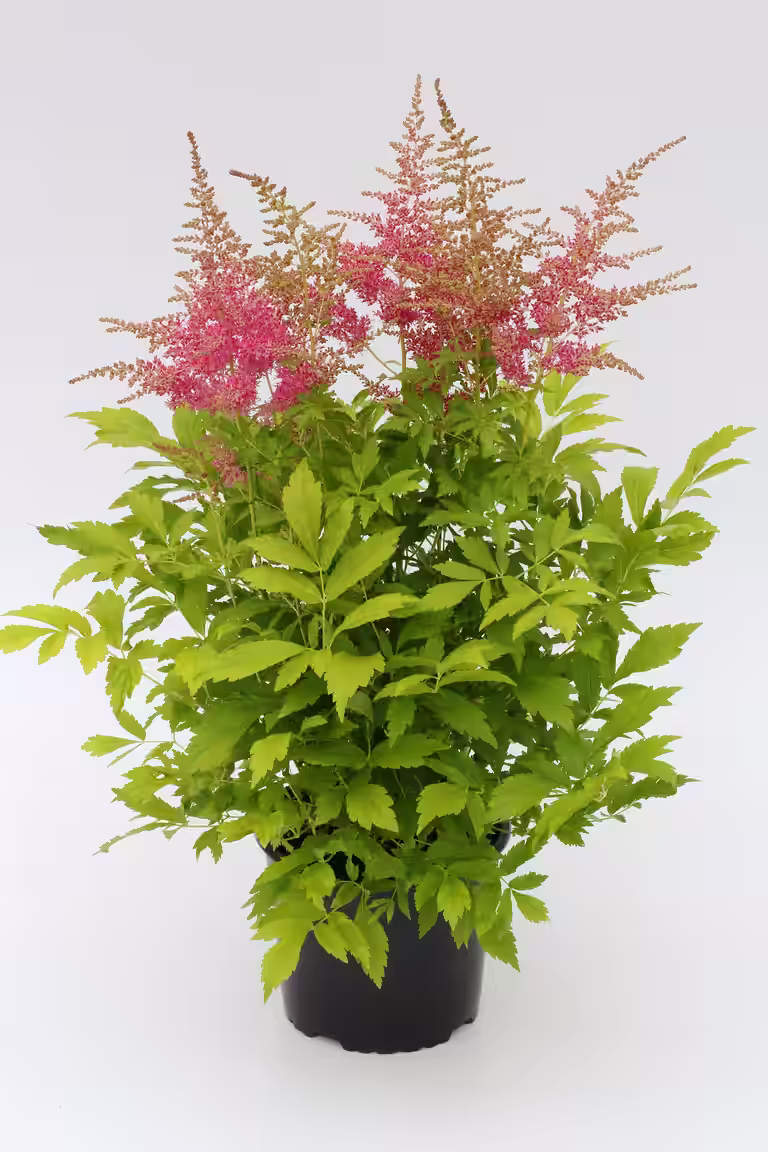Arendspir rosa