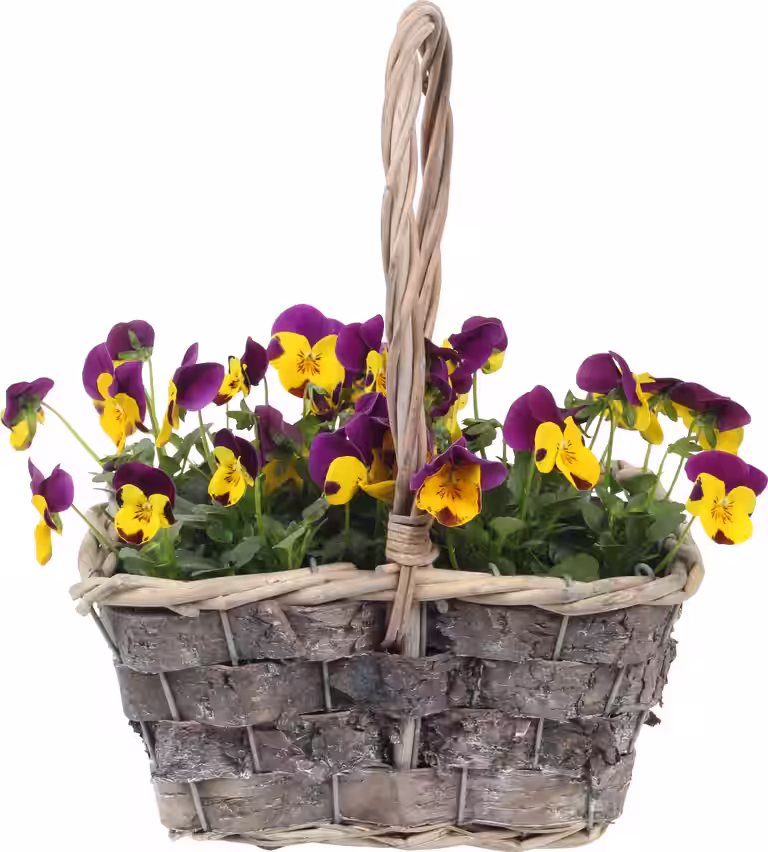 Viola basket #7