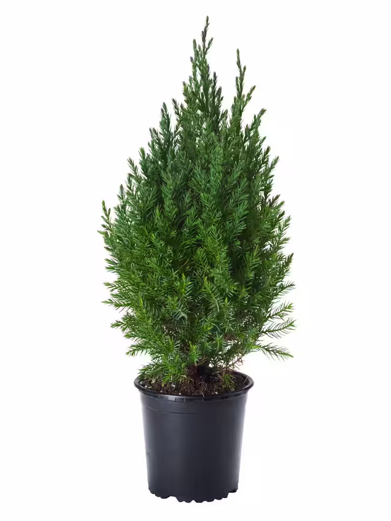 Juniperus chin. 'Stricta' 13 cm