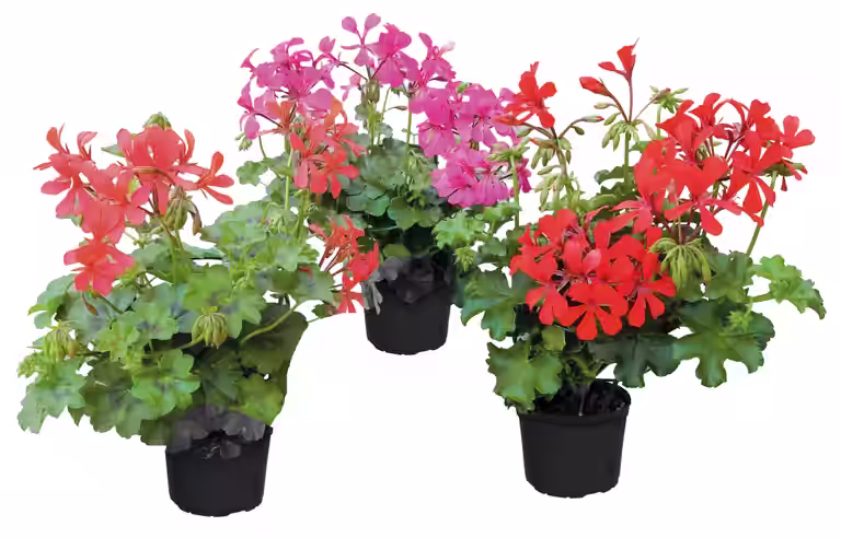 Slyngpelargonia