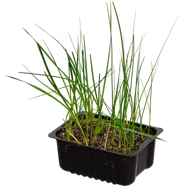 Leek 'Spring' box 14 cm