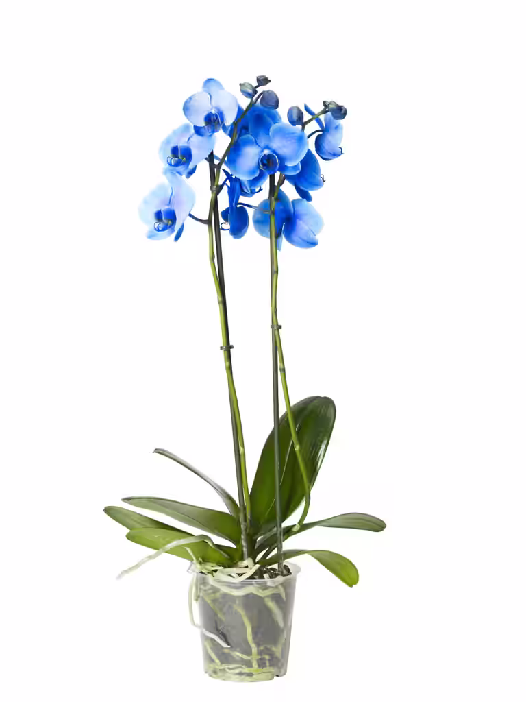 Phalaenopsis