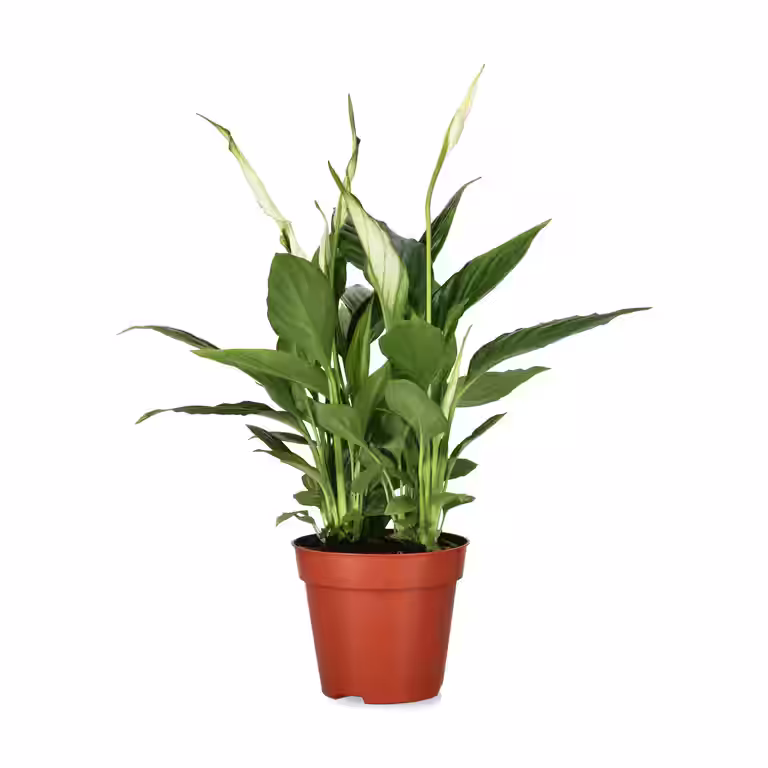 Spathiphyllum 'Torelli'