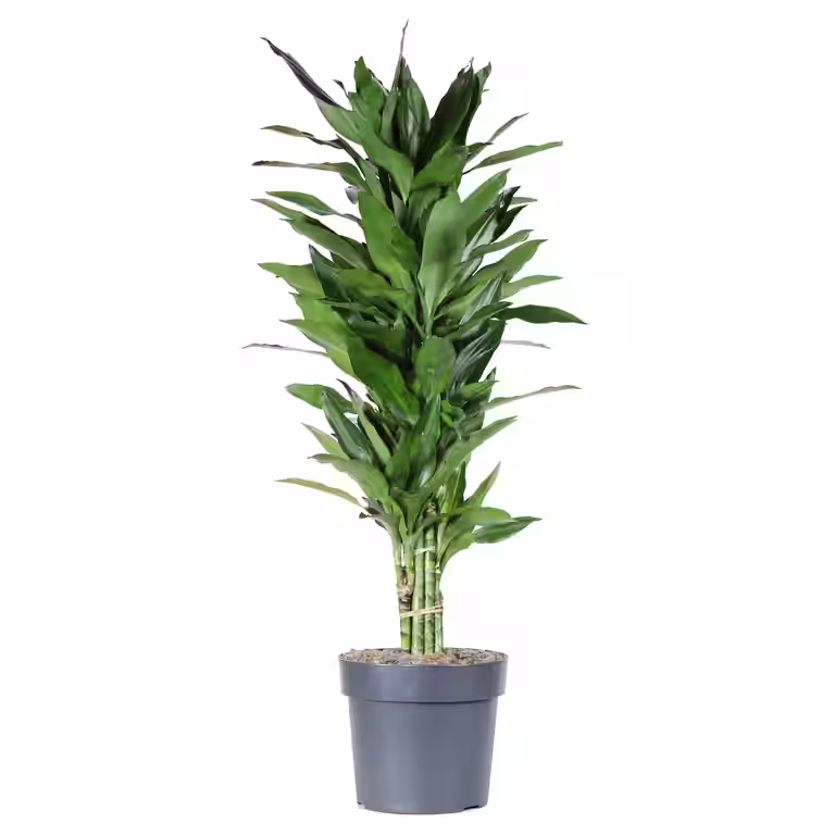 Dracaena fragrans 'Janet Lind'