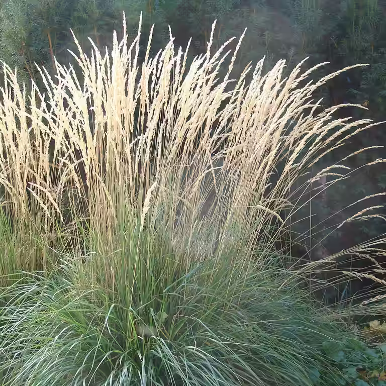 Calamagrostis x acutiflora 'Karl Foerster' 19cm