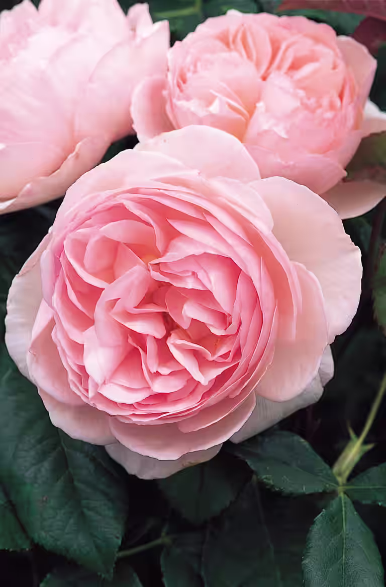 Rosa 'Hurdals Rose' 3L