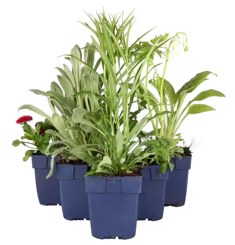 Rosmarinus officinalis