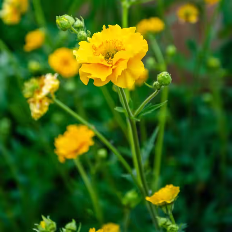 Geum 'Lady Stratheden'