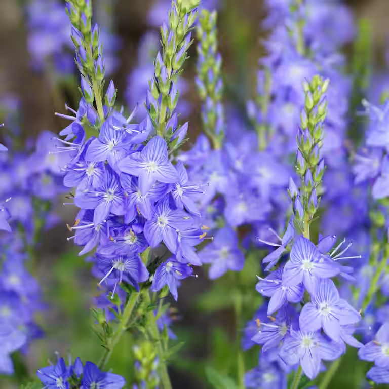 Veronica gentianoides