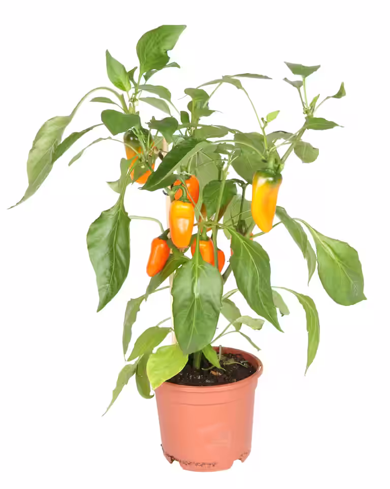 Ready Snack Pepper Orange 14 cm