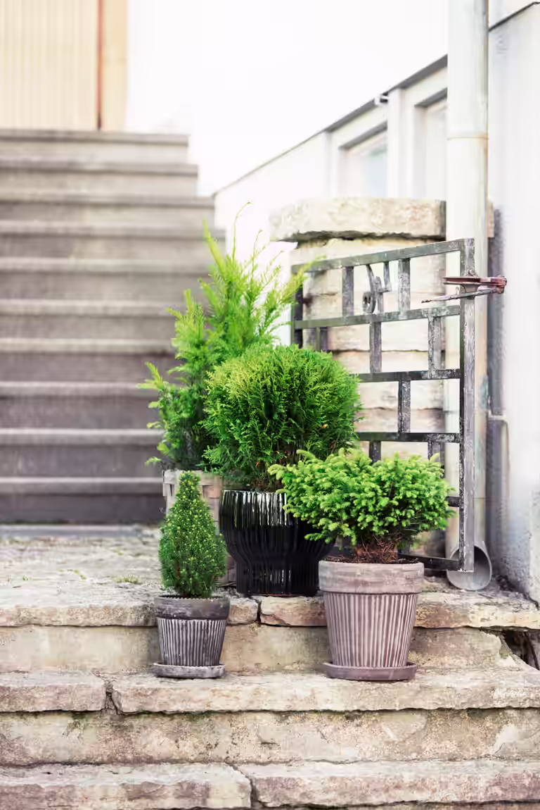 Thuja occidentalis 'Teddy' 15-20cm 17cm
