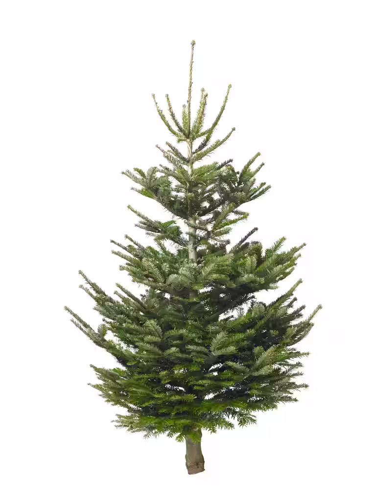 Edelgran 160-190cm