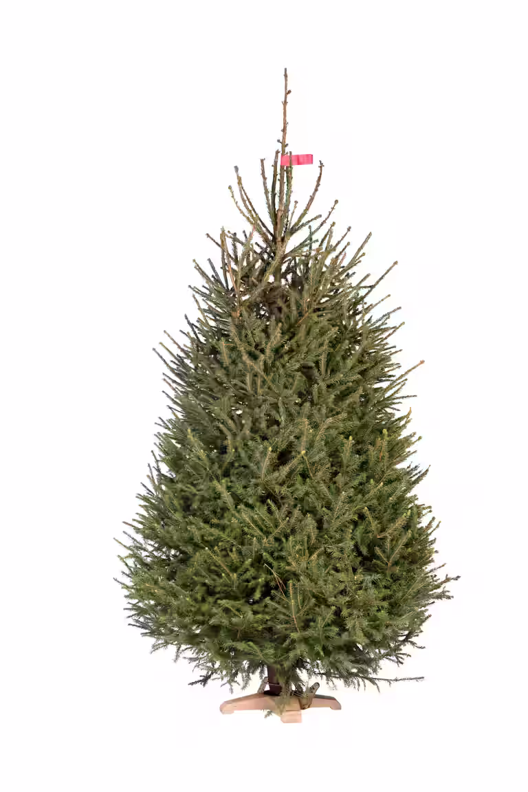 Vanlig gran 220-270cm