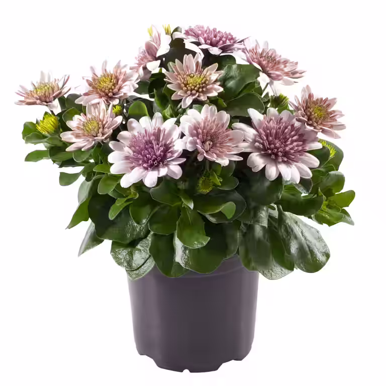 Osteospermum Double 11 cm