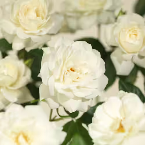 Rosa SWANY 3L