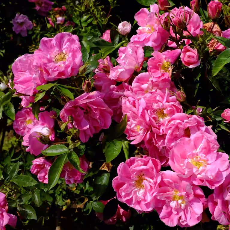 Rosa 'William Baffin' 3L