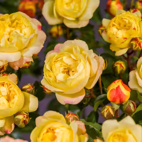Rosa 'Lampion' 3L