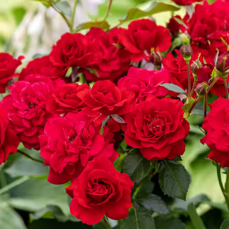 Rosa 'Minha' 3L