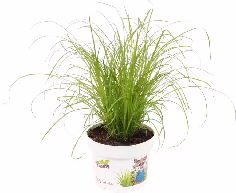 Cyperus cyperoides 'Zumula' 12 cm
