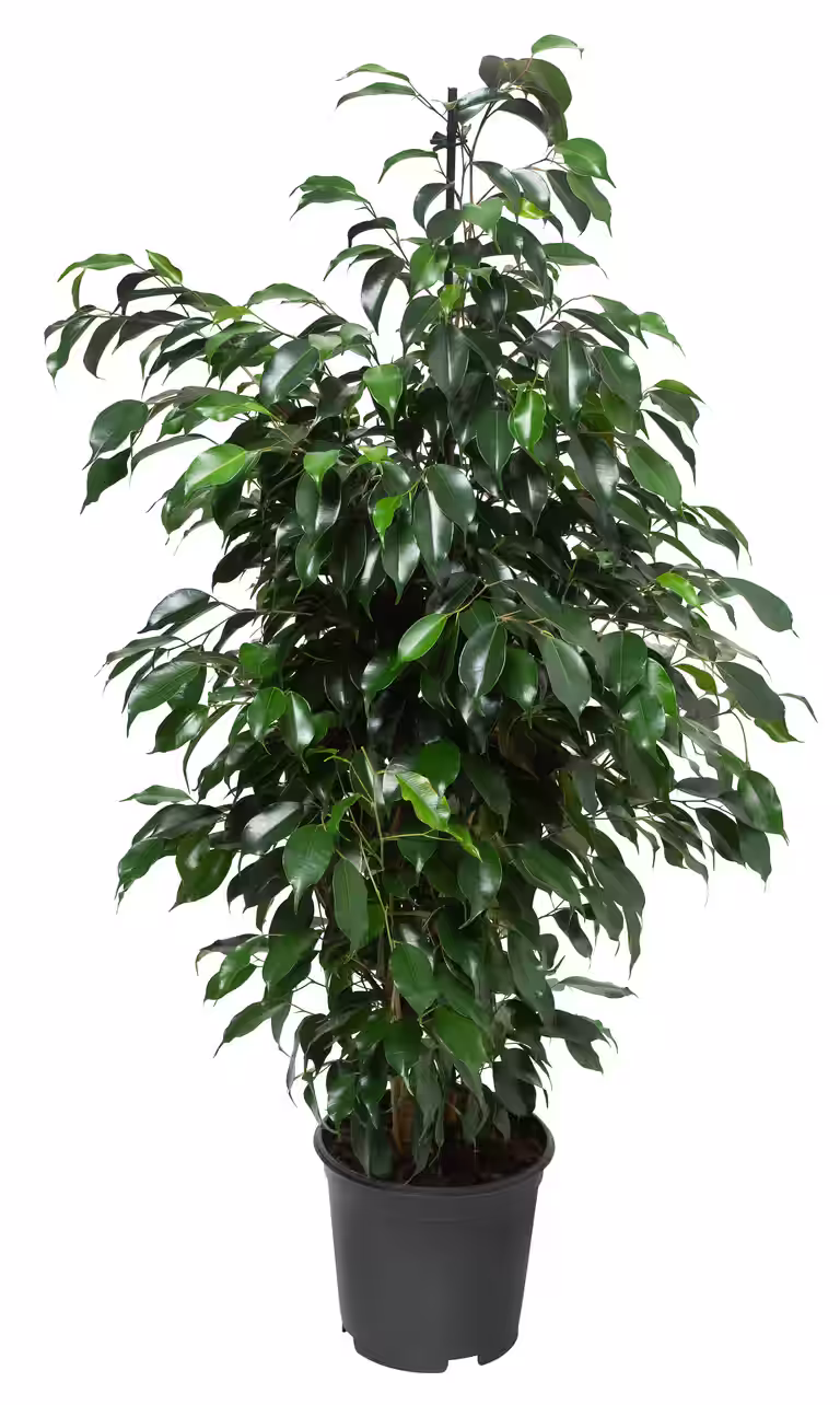 Bjørkefiken 'Danielle'