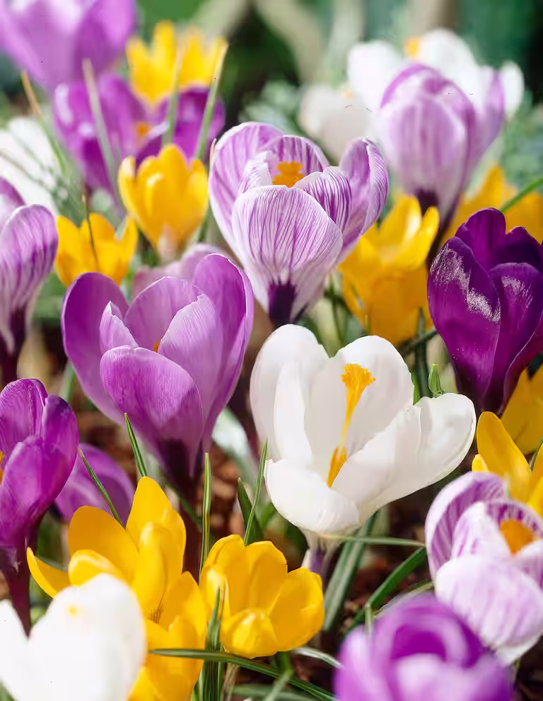 Crocus Largeflowering Mix 8/9