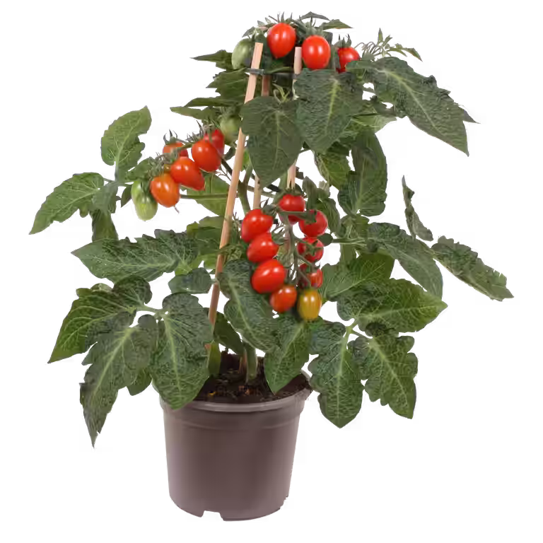 Ready Plum Tomato 14 cm