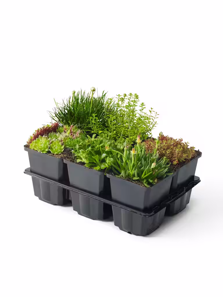 Alpine mix 6-pack