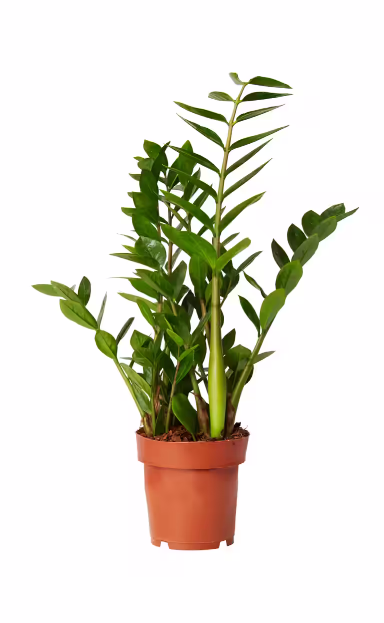 Zamioculcas zamiifolia 17 cm