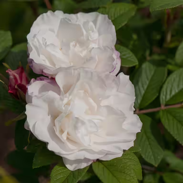 Rosa 'Louise Bugnet' 3L