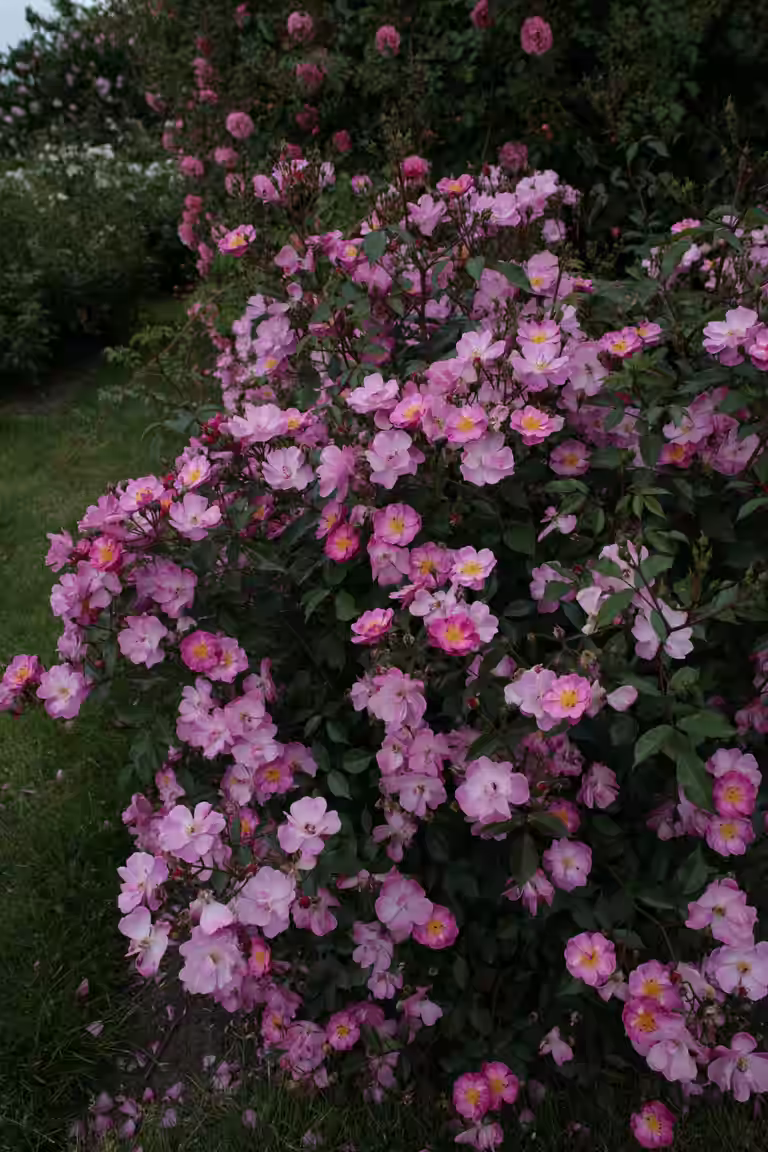Rosa LAVENDER DREAM 3L
