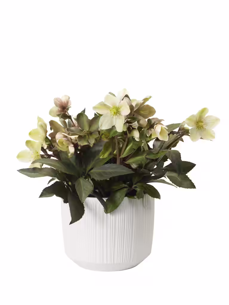 Julerose 'Winter Darling'®