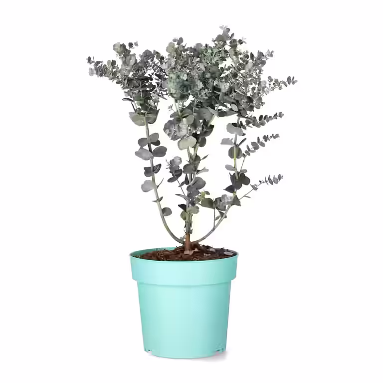 Eucalyptus 'Azura'