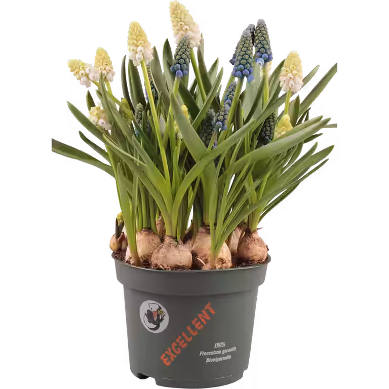 Muscari a. 'White & Blue' 12 cm