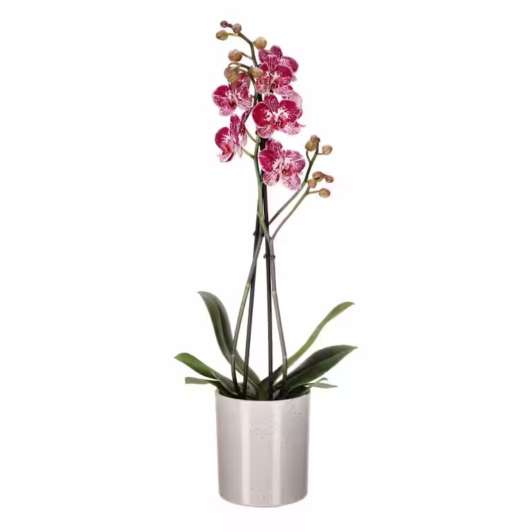 Phalaenopsis