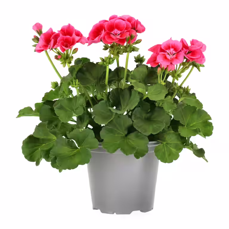 Pel. Pretty Little 'Pink Splash' 14 cm